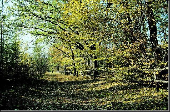 053_REZ_BUKOWIEC.jpg